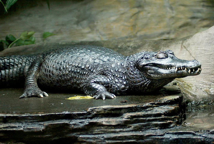 Caiman đen ( Melanosuchus niger )