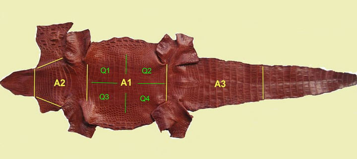 bộ phận da cá sấu
