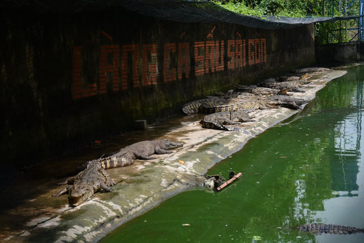 làng cá sấu sài gòn